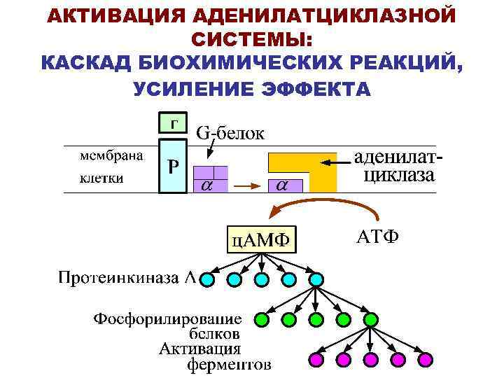 АКТИВАЦИЯ АДЕНИЛАТЦИКЛАЗНОЙ СИСТЕМЫ: КАСКАД БИОХИМИЧЕСКИХ РЕАКЦИЙ, УСИЛЕНИЕ ЭФФЕКТА 