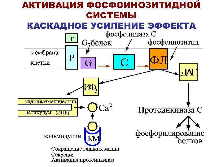 АКТИВАЦИЯ ФОСФОИНОЗИТИДНОЙ СИСТЕМЫ КАСКАДНОЕ УСИЛЕНИЕ ЭФФЕКТА 
