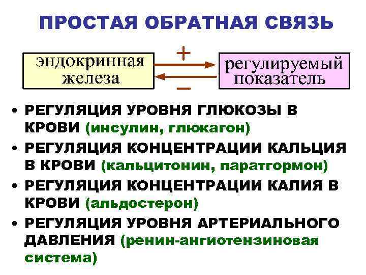 ПРОСТАЯ ОБРАТНАЯ СВЯЗЬ • РЕГУЛЯЦИЯ УРОВНЯ ГЛЮКОЗЫ В КРОВИ (инсулин, глюкагон) • РЕГУЛЯЦИЯ КОНЦЕНТРАЦИИ