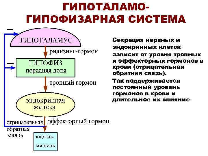 Прочитайте параграф 58 роль эндокринной регуляции заполните схему