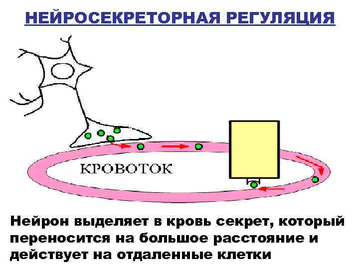 НЕЙРОСЕКРЕТОРНАЯ РЕГУЛЯЦИЯ Нейрон выделяет в кровь секрет, который переносится на большое расстояние и действует