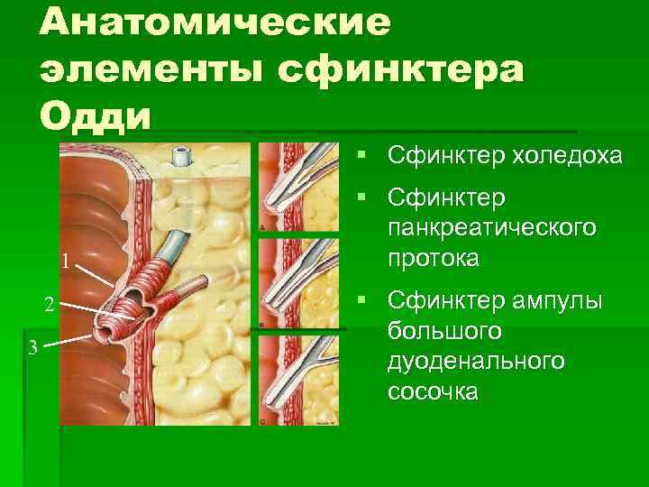 Сфинктер одди это. Фатеров сосочек и сфинктер Одди. Поджелудочная железа сфинктер Одди.