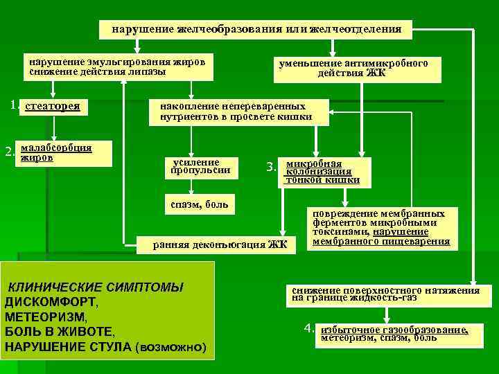 Сфинктер одди расположение фото