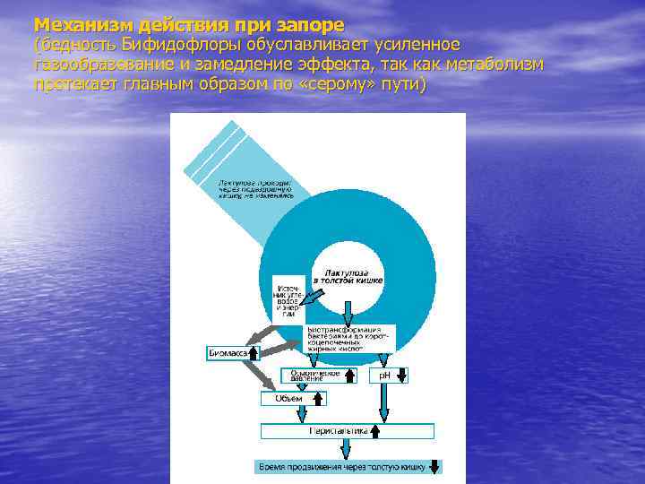 Механизм действия при запоре (бедность Бифидофлоры обуславливает усиленное газообразование и замедление эффекта, так как
