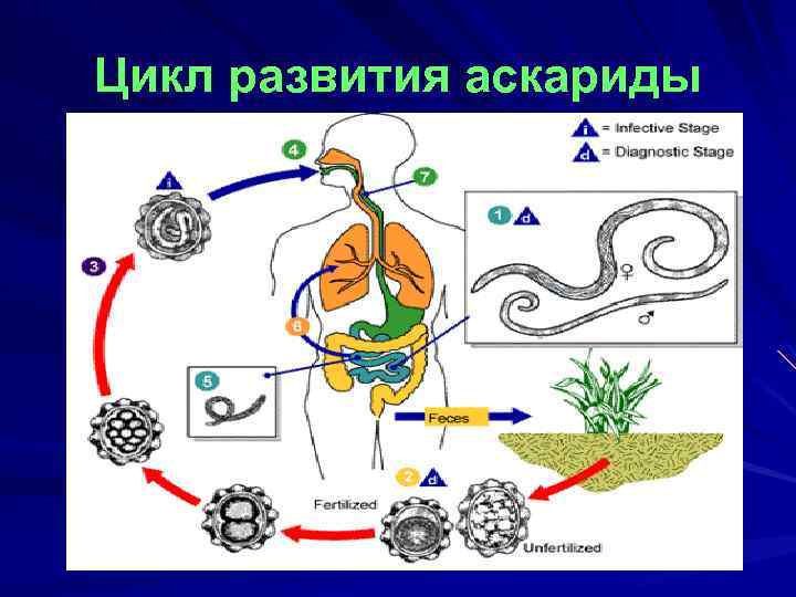 Первая линька аскариды происходит