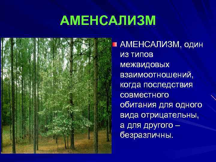 Аменсализм. Межвидовые отношения аменсализм. Аменсализм в хвойном лесу. Аменсализм цианобактерии. Аменсализм представители.