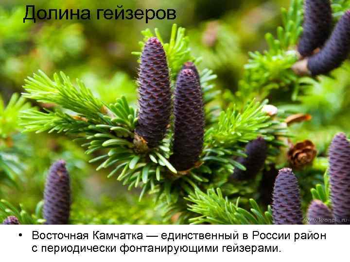 Долина гейзеров • Восточная Камчатка — единственный в России район с периодически фонтанирующими гейзерами.