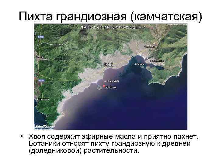 Пихта грандиозная (камчатская) • Хвоя содержит эфирные масла и приятно пахнет. Ботаники относят пихту