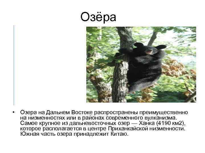 Озёра • Озера на Дальнем Востоке распространены преимущественно на низменностях или в районах современного