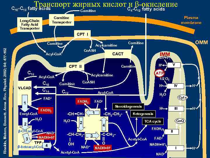 Транспорт жирных кислот C -C fatty acids и ß-окисление C 16 -C 18 fatty