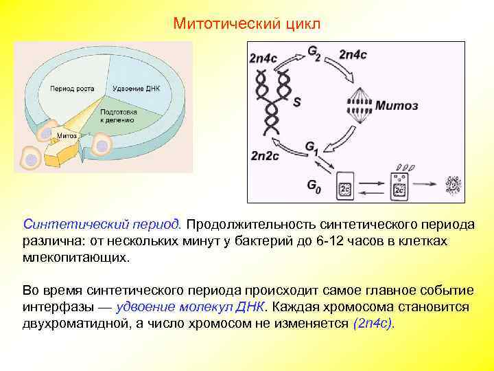 Митотический цикл Синтетический период. Продолжительность синтетического периода различна: от нескольких минут у бактерий до