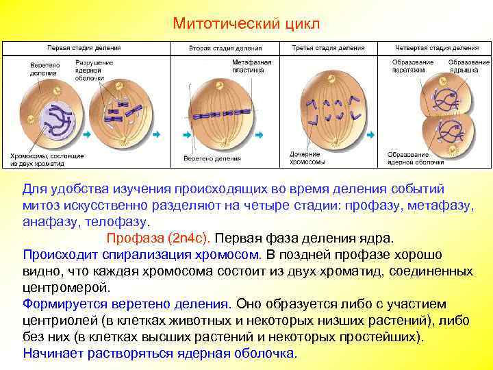 Митотический цикл Для удобства изучения происходящих во время деления событий митоз искусственно разделяют на