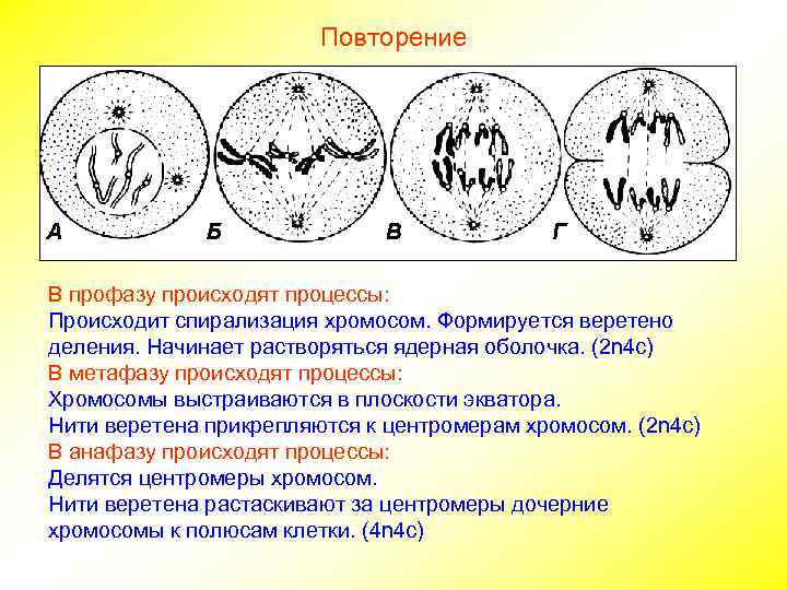 Повторение В профазу происходят процессы: Происходит спирализация хромосом. Формируется веретено деления. Начинает растворяться ядерная