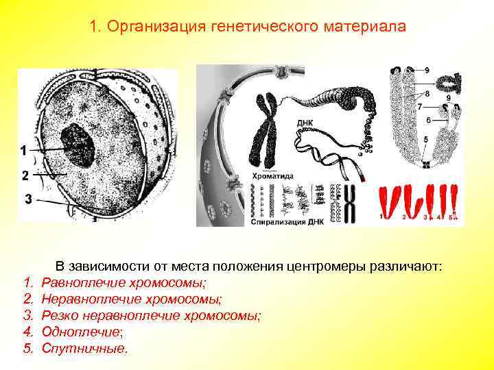 1. Организация генетического материала 1. 2. 3. 4. 5. В зависимости от места положения