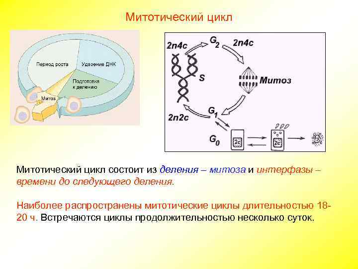 Митотический цикл состоит из деления – митоза и интерфазы – времени до следующего деления.