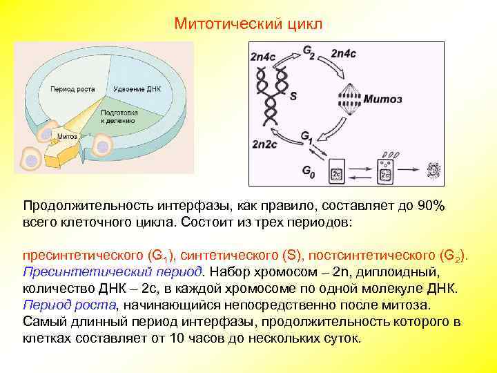 Митотический цикл Продолжительность интерфазы, как правило, составляет до 90% всего клеточного цикла. Состоит из