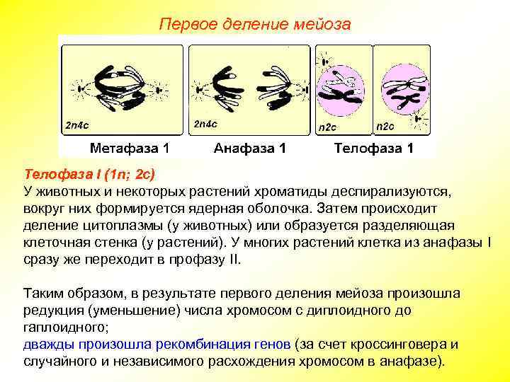 Первое деление мейоза Телофаза I (1 n; 2 с) У животных и некоторых растений