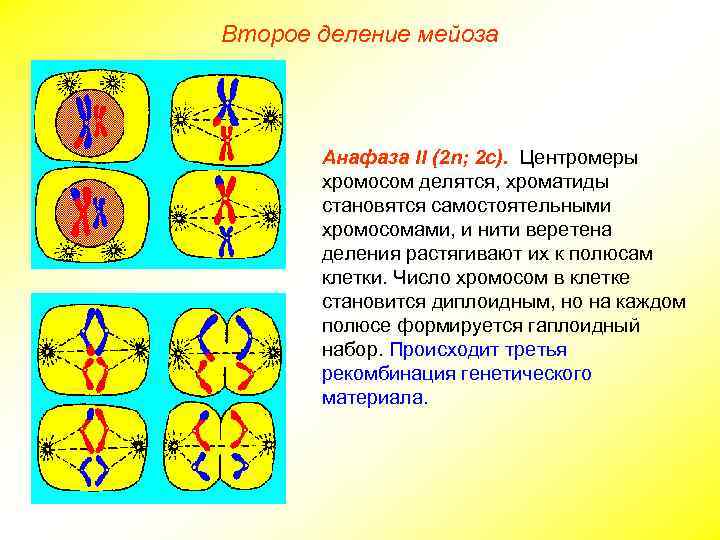 Второе деление мейоза Анафаза II (2 n; 2 с). Центромеры хромосом делятся, хроматиды становятся