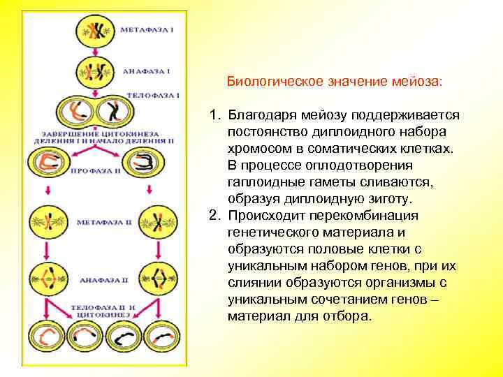 Сколько хромосом содержит клетка эндосперма
