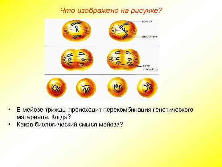 Что изображено на рисунке? • В мейозе трижды происходит перекомбинация генетического материала. Когда? •
