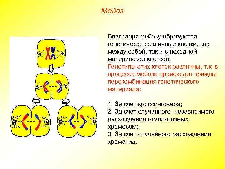 Мейоз Благодаря мейозу образуются генетически различные клетки, как между собой, так и с исходной