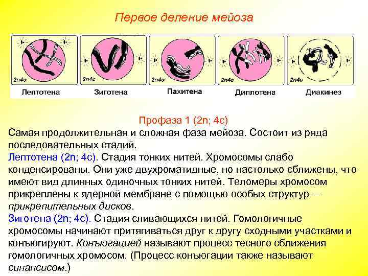 Первое деление мейоза Профаза 1 (2 n; 4 с) Самая продолжительная и сложная фаза