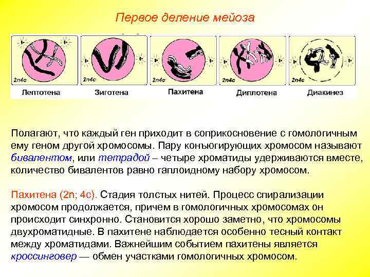 Первое деление мейоза Полагают, что каждый ген приходит в соприкосновение с гомологичным ему геном