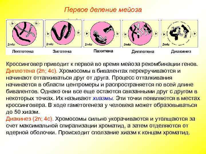 Первое деление мейоза Кроссинговер приводит к первой во время мейоза рекомбинации генов. Диплотена (2