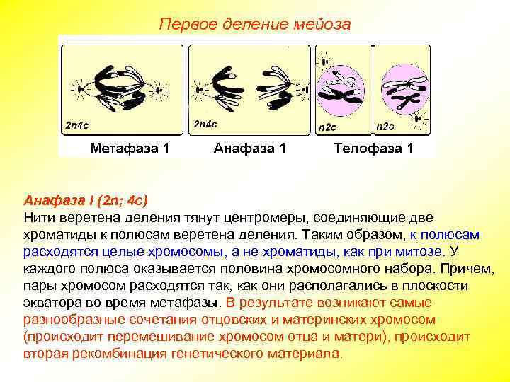 Первое деление мейоза Анафаза I (2 n; 4 с) Нити веретена деления тянут центромеры,