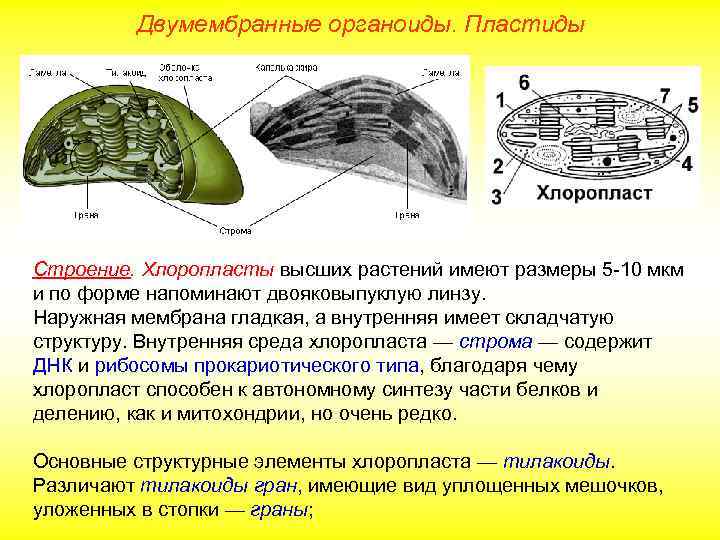 Двумембранные органоиды. Пластиды Строение. Хлоропласты высших растений имеют размеры 5 -10 мкм и по