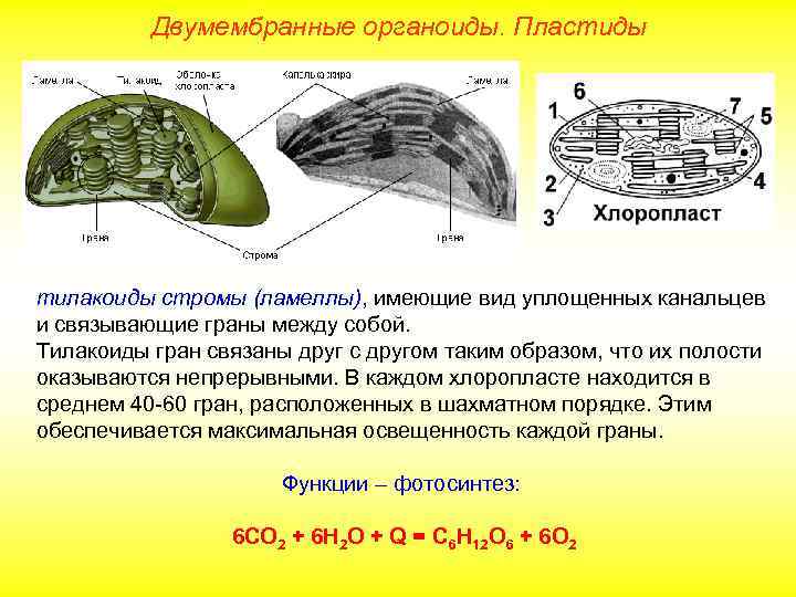 Двумембранные органоиды. Пластиды тилакоиды стромы (ламеллы), имеющие вид уплощенных канальцев и связывающие граны между