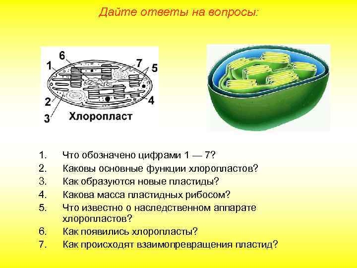 Дайте ответы на вопросы: 1. 2. 3. 4. 5. 6. 7. Что обозначено цифрами
