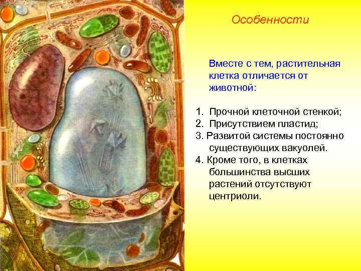 Особенности Вместе с тем, растительная клетка отличается от животной: 1. Прочной клеточной стенкой; 2.