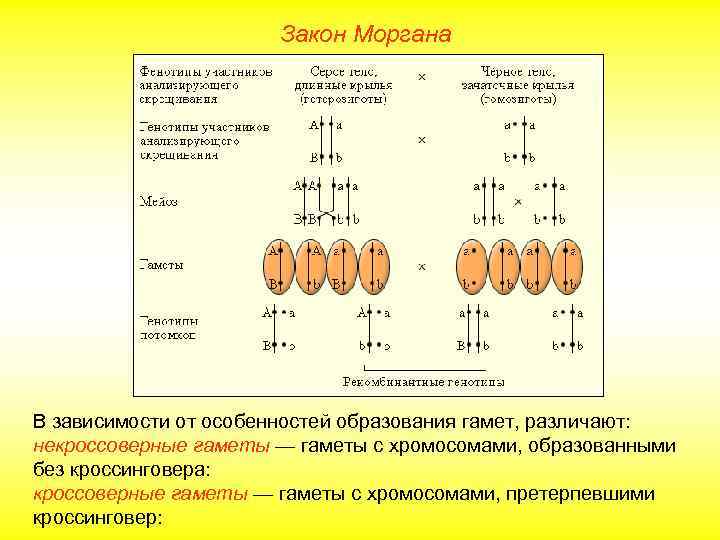 Закон Моргана В зависимости от особенностей образования гамет, различают: некроссоверные гаметы — гаметы с