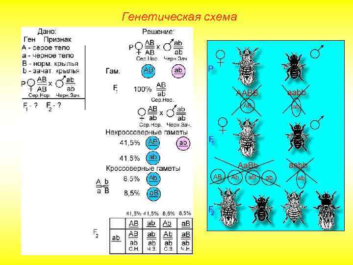 Генетическая схема 