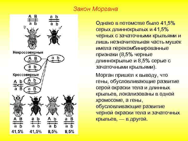 Закон Моргана Однако в потомстве было 41, 5% серых длиннокрылых и 41, 5% черных