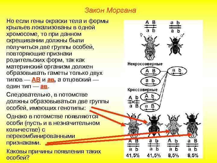 Закон Моргана Но если гены окраски тела и формы крыльев локализованы в одной хромосоме,