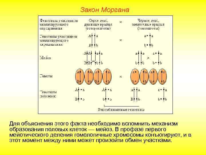 Закон Моргана Для объяснения этого факта необходимо вспомнить механизм образования половых клеток — мейоз.