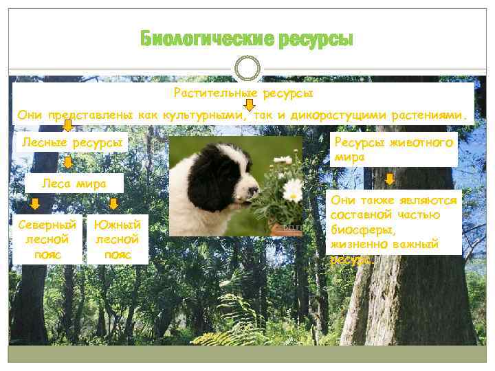 Биологические ресурсы Растительные ресурсы Они представлены как культурными, так и дикорастущими растениями. Лесные ресурсы