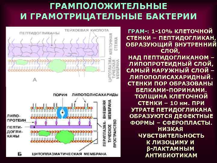 ГРАМПОЛОЖИТЕЛЬНЫЕ И ГРАМОТРИЦАТЕЛЬНЫЕ БАКТЕРИИ ГРАМ-: 1 -10% КЛЕТОЧНОЙ СТЕНКИ – ПЕПТИДОГЛИКАН, ОБРАЗУЮЩИЙ ВНУТРЕННИЙ СЛОЙ,