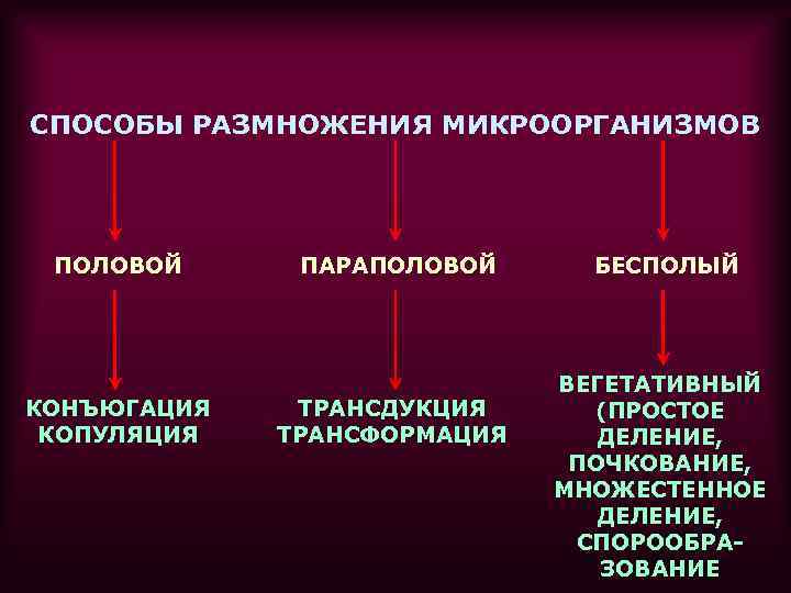 СПОСОБЫ РАЗМНОЖЕНИЯ МИКРООРГАНИЗМОВ ПОЛОВОЙ КОНЪЮГАЦИЯ КОПУЛЯЦИЯ ПАРАПОЛОВОЙ ТРАНСДУКЦИЯ ТРАНСФОРМАЦИЯ БЕСПОЛЫЙ ВЕГЕТАТИВНЫЙ (ПРОСТОЕ ДЕЛЕНИЕ, ПОЧКОВАНИЕ,