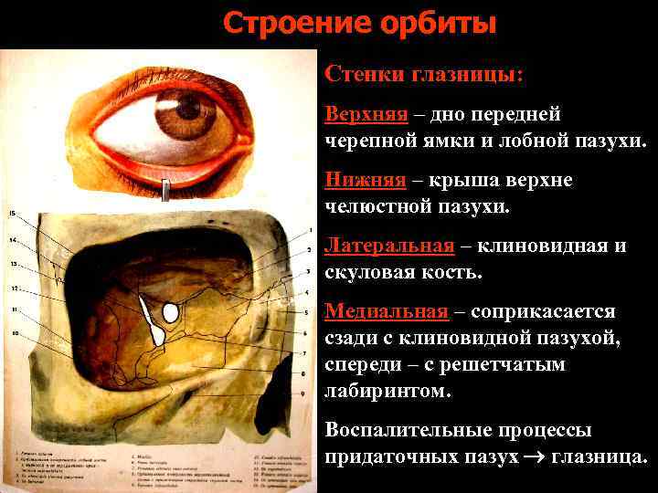 Строение орбиты Стенки глазницы: Верхняя – дно передней черепной ямки и лобной пазухи. Нижняя