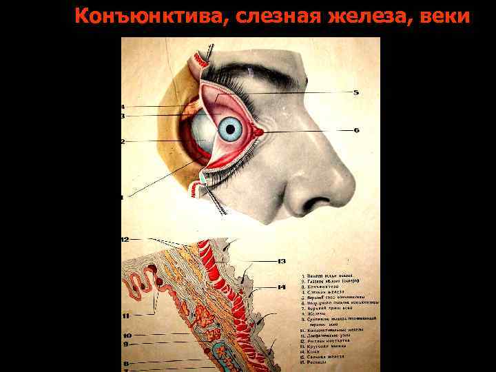 Конъюнктива, слезная железа, веки 
