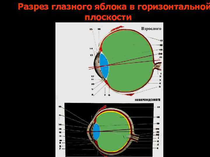 Разрез глазного яблока в горизонтальной плоскости 