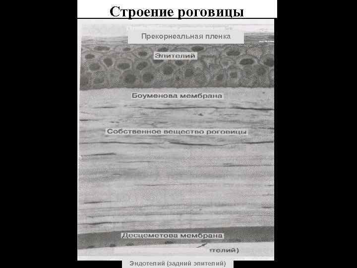 Строение роговицы Прекорнеальная пленка Эндотелий (задний эпителий) 