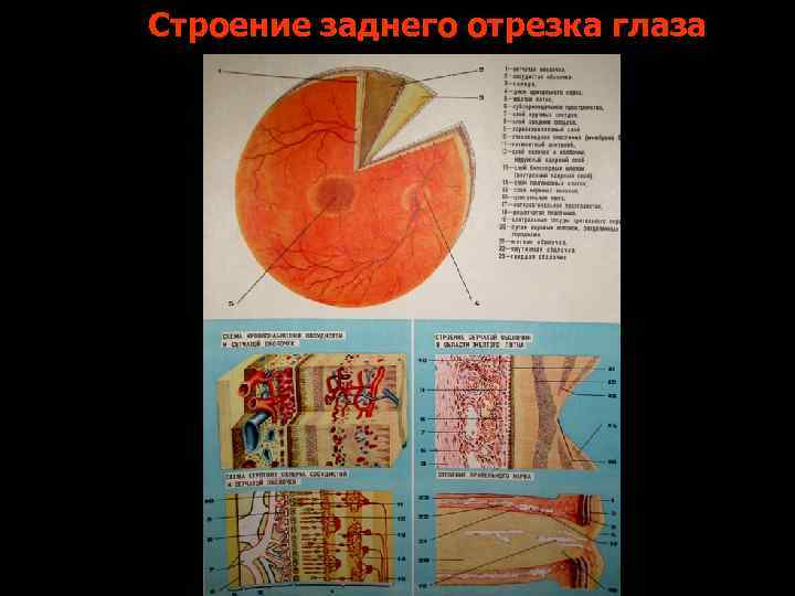 Строение заднего отрезка глаза 