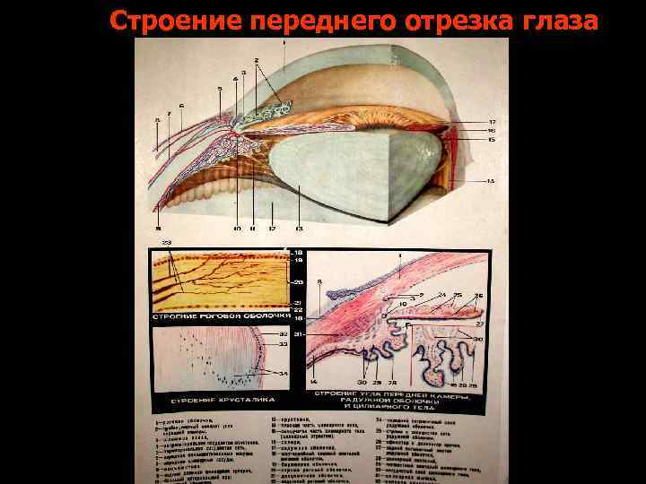Строение переднего отрезка глаза 