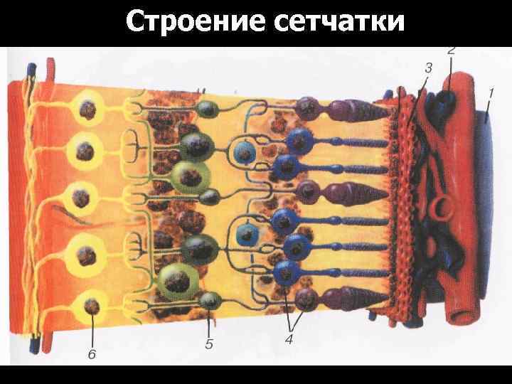 Строение сетчатки 