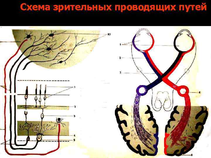 Схема зрительных проводящих путей 