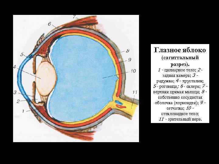 Глазное яблоко (сагиттальный разрез). 1 - цилиарное тело; 2 - задняя камера; 3 -